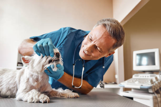 Best Knocked-Out Tooth (Avulsed Tooth) Treatment in Mcconnellsburg, PA